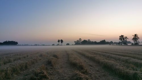 Scenic view of agricultural field against sky during sunset