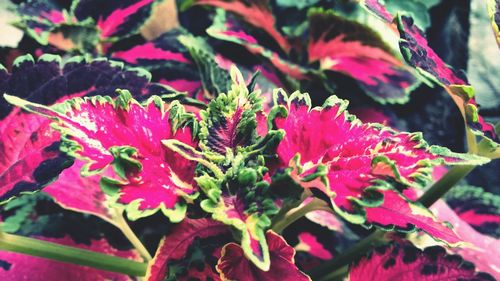 Close-up of red flowers