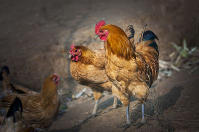 Elevated view of rooster and hens