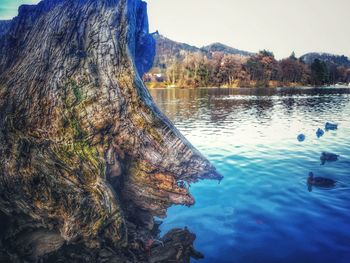 Close-up of turtle in lake against sky