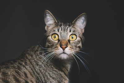 Close-up portrait of cat against black background