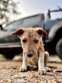 Close-up portrait of a dog