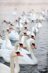 Swans swimming in lake