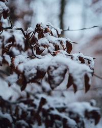 Close-up of snow covered tree on field during winter