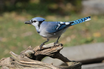 Close-up of bird perching on wood