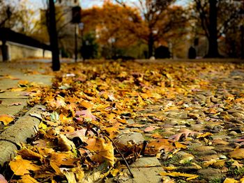 Autumn leaves on fallen tree