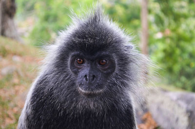 Close-up portrait of gorilla outdoors