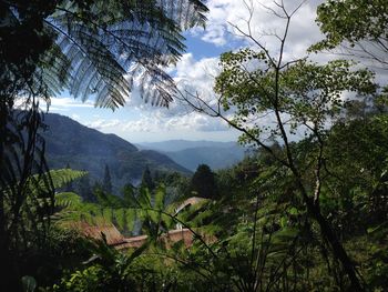 Scenic view of tree mountains against sky