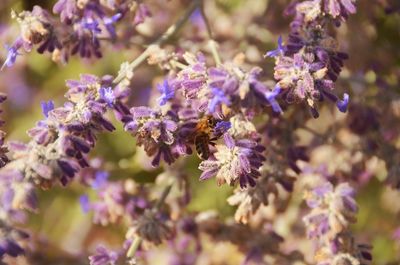 Close-up of bee pollinating on fresh purple flowers