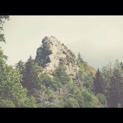 Scenic view of trees against sky