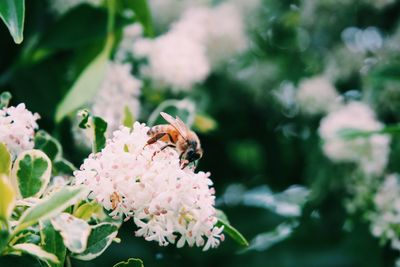 Close-up of bee pollinating on flower