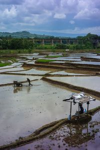 Scenic view of agricultural field against sky