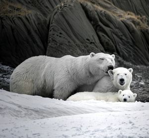polar bear