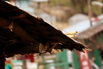 Close-up of bird perching outdoors