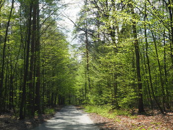 Footpath amidst trees in forest