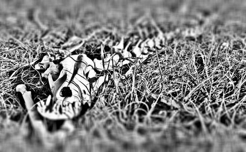 Full frame shot of autumnal leaves