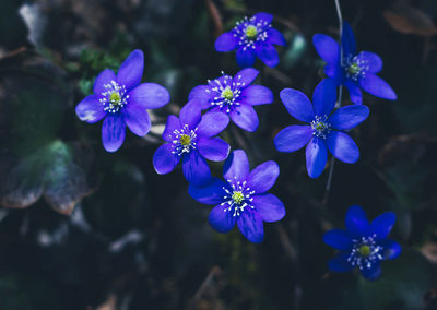 Close-up of purple flowering plants