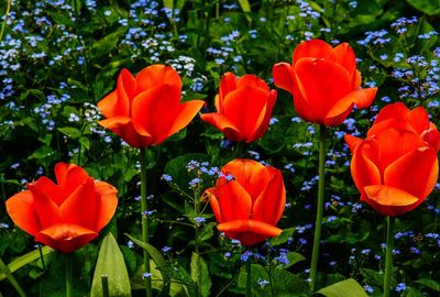 Close-up of red tulips in bloom