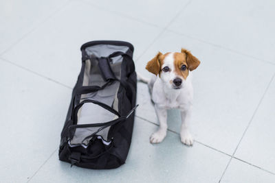 Close-up portrait of dog relaxing on floor