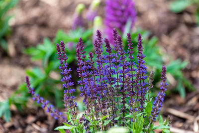 Close-up of purple flowering plants