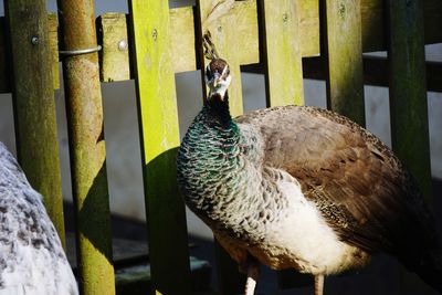 Close-up of peacock