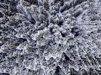 Full frame shot of snow covered plants