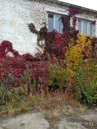 Plants growing in front of building