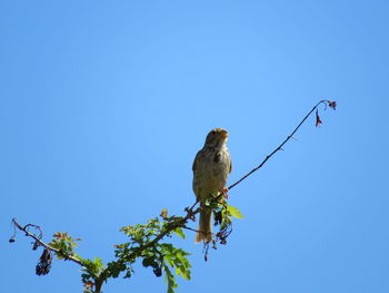 Low angle view of bird perching on branch against blue sky