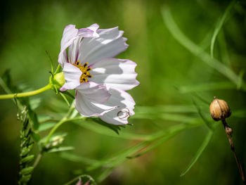 Close-up of white flowering plant