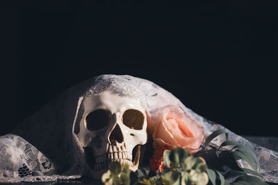 Close-up of human skeleton against black background