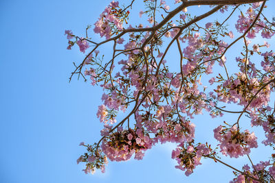 Low angle view of flowering tree against clear sky