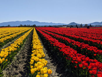 View of yellow tulips growing on field against sky
