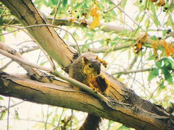 Bird perching on tree trunk