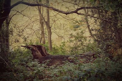 Trees in forest