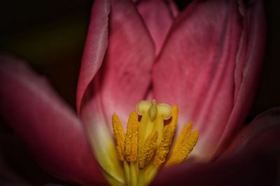 Close-up of day lily blooming outdoors