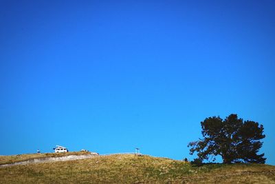 Trees on field against clear blue sky