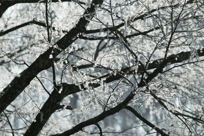 Low angle view of frozen tree against sky
