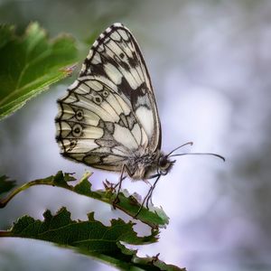 Close-up of butterfly pollinating on flower