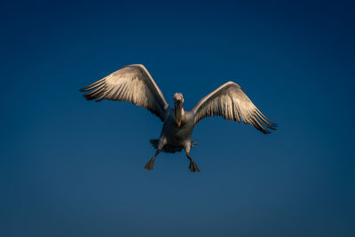 Low angle view of bird flying against clear blue sky