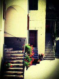 Potted plants in house