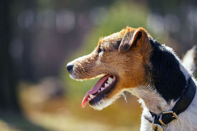 Jack russell terrier