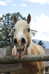 Portrait of horse in ranch