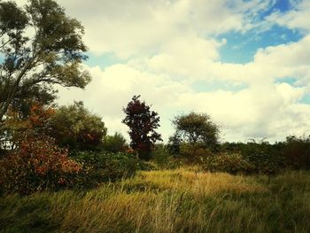 Scenic view of grassy field against sky