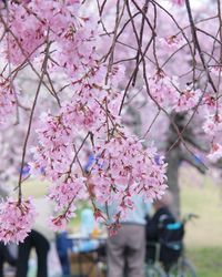 Low angle view of cherry blossoms against sky