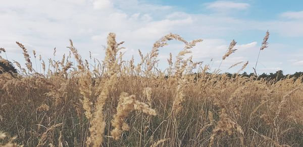 View of stalks in field against cloudy sky