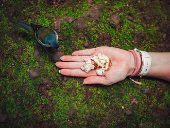 Woman feeding bird on grass