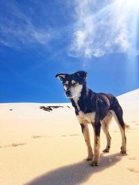 Full length of a dog on landscape