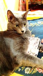 Close-up portrait of cat relaxing at home