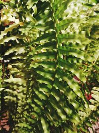 Close-up of succulent plant