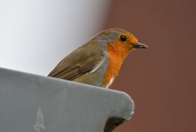 Close-up of bird perching